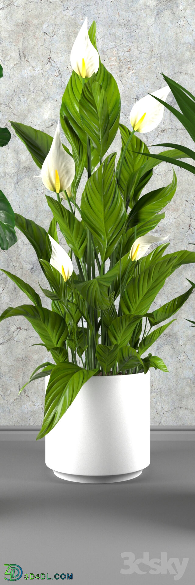 Plant - Contemporary houseplant set 3