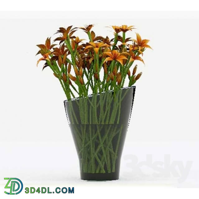 Plant - Lily