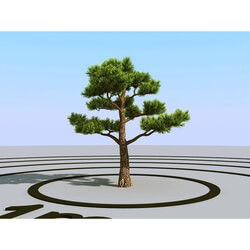 3dMentor HQPlants-02 (117) bonsai pine 