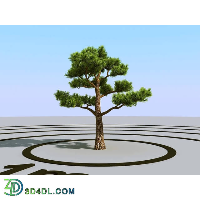 3dMentor HQPlants-02 (117) bonsai pine