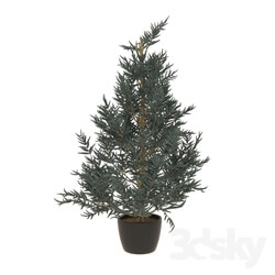 Plant - Blue spruce 