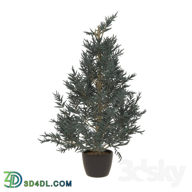 Plant - Blue spruce