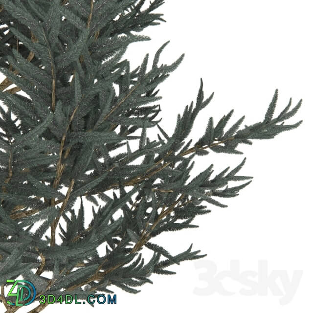 Plant - Blue spruce