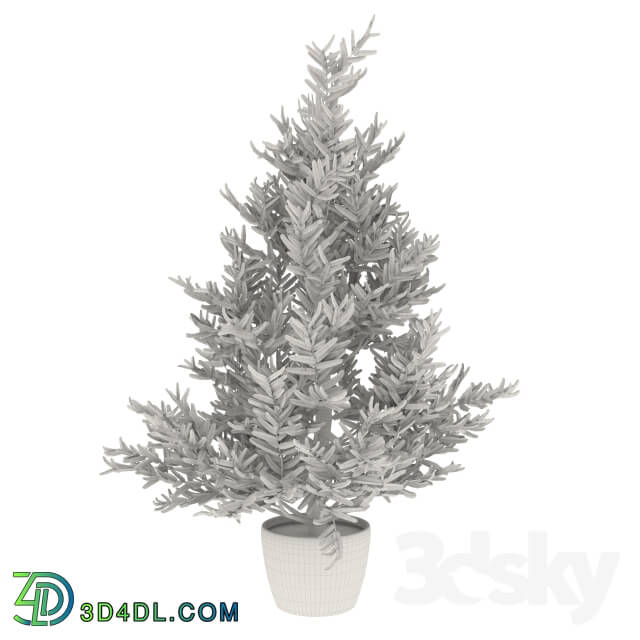 Plant - Blue spruce