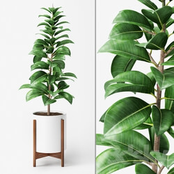 Plant - Ficus Elastica 2 