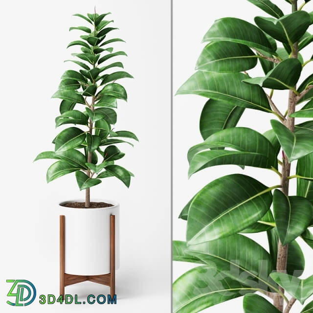 Plant - Ficus Elastica 2