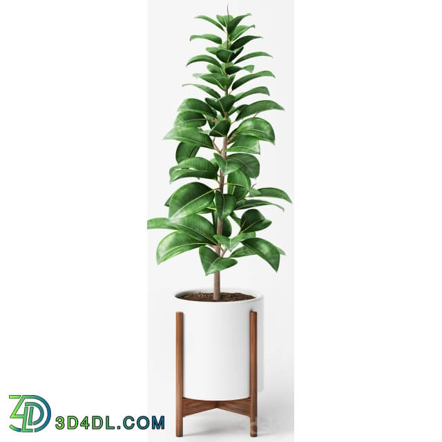 Plant - Ficus Elastica 2