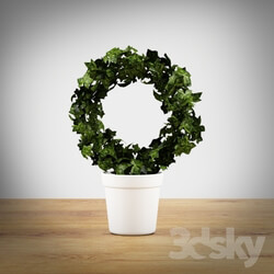Plant - Ivy pot 
