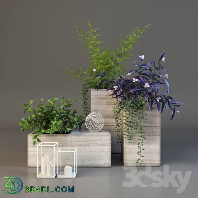 Plant - Decor set with plants