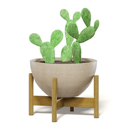 CGaxis Vol111 (21) cactus in brown pot 