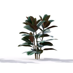 Maxtree-Plants Vol19 Ficus elastica 01 03 