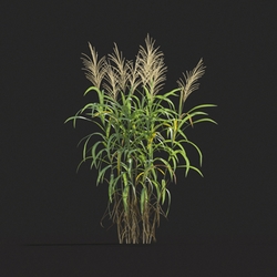 Maxtree-Plants Vol20 Miscanthus floridulus 01 06 