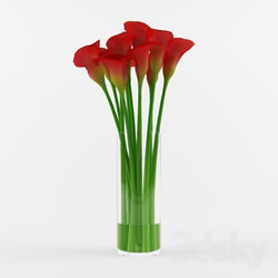 Plant - Callas scarlet 
