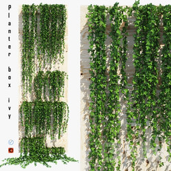 Plant - Planter box ivy 
