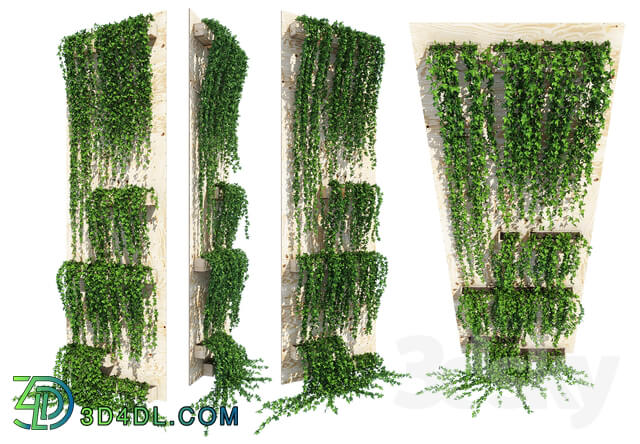 Plant - Planter box ivy