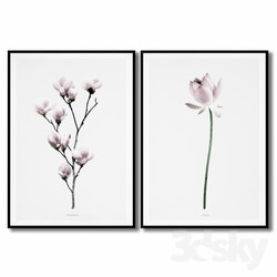 Frame - 2 posters with flowers - magnolia and lotus. 