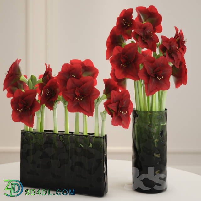 Plant - Hippeastrum arrangement