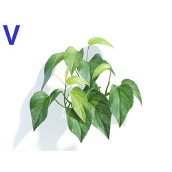 Maxtree-Plants Vol04 Epipremnum aureum 04 