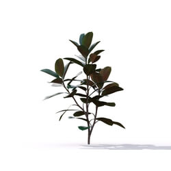 Maxtree-Plants Vol19 Ficus elastica 01 04 