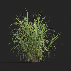 Maxtree-Plants Vol20 Miscanthus floridulus 01 07 