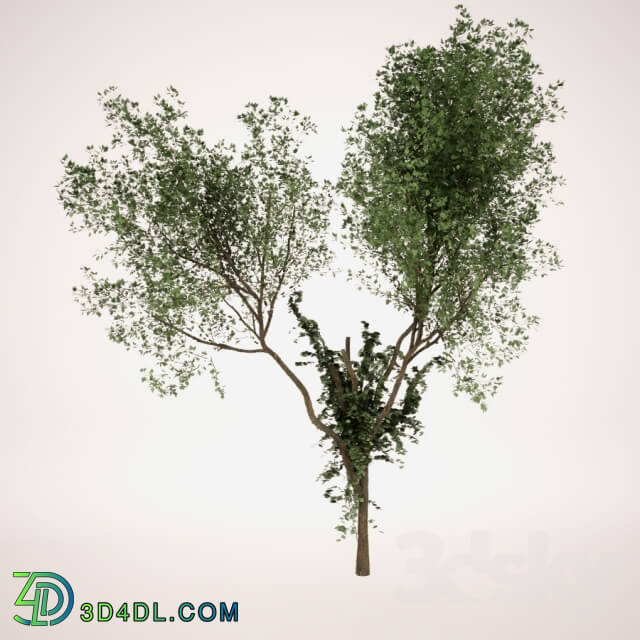 Plant - Tree_2