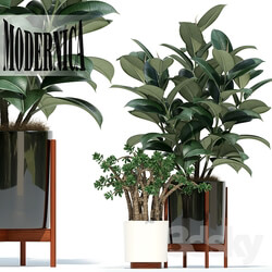 Plant - Plants collection 72 Modernica pots 