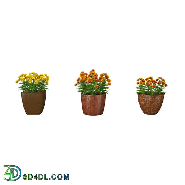 3dMentor HQFlowers3 tagetes (01)