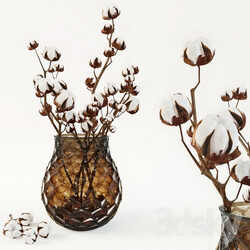 Plant - Cotton in a vase 
