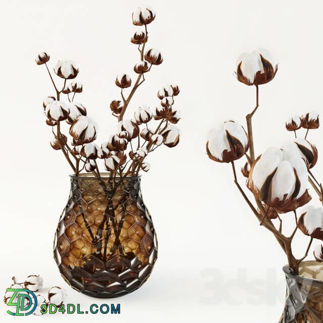 Plant - Cotton in a vase