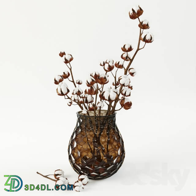 Plant - Cotton in a vase
