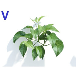 Maxtree-Plants Vol04 Epipremnum aureum 05 