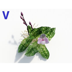 Maxtree-Plants Vol08 Orchid Paphiopedilum Pink 05 