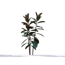 Maxtree-Plants Vol19 Ficus elastica 01 05 