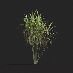Maxtree-Plants Vol20 Miscanthus floridulus 01 08 