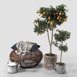 Other decorative objects - Orange Trees set_03 