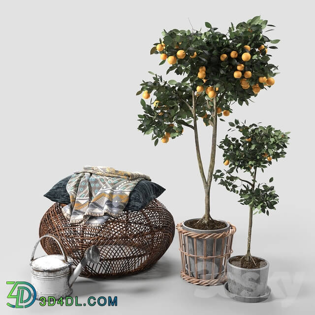 Other decorative objects - Orange Trees set_03