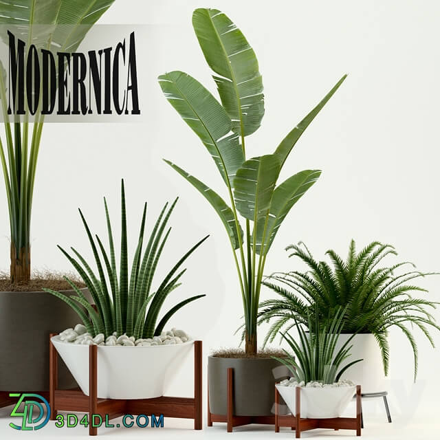 Plant - Plants collection 76 Modernica pots