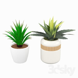 Indoor - Plants 