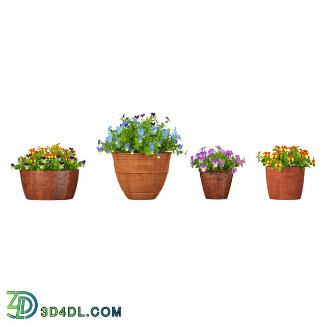 3dMentor HQFlowers3 viola tricolor (01)