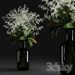 Plant - Gypsophila and magnolia leaves in bottle 