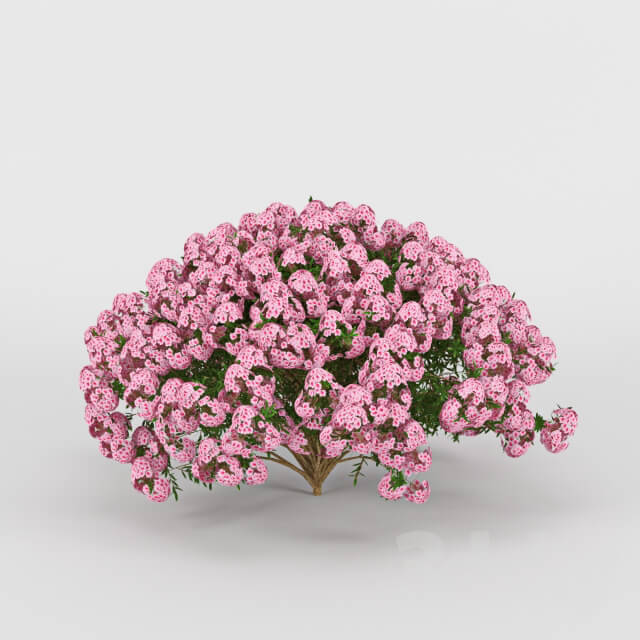Plant - Azalea