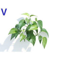 Maxtree-Plants Vol04 Epipremnum aureum 06 
