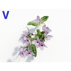 Maxtree-Plants Vol08 Orchid Paphiopedilum Pink 06 