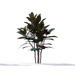 Maxtree-Plants Vol19 Ficus elastica 01 06 
