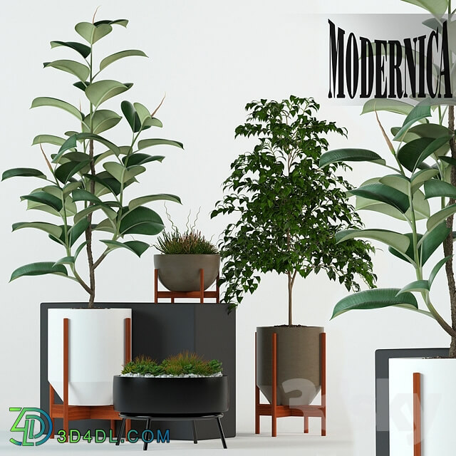 Plant - Plants collection 78 Modernica pots