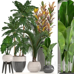 Indoor - Collection of plants. 