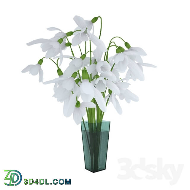 Plant - snowdrops