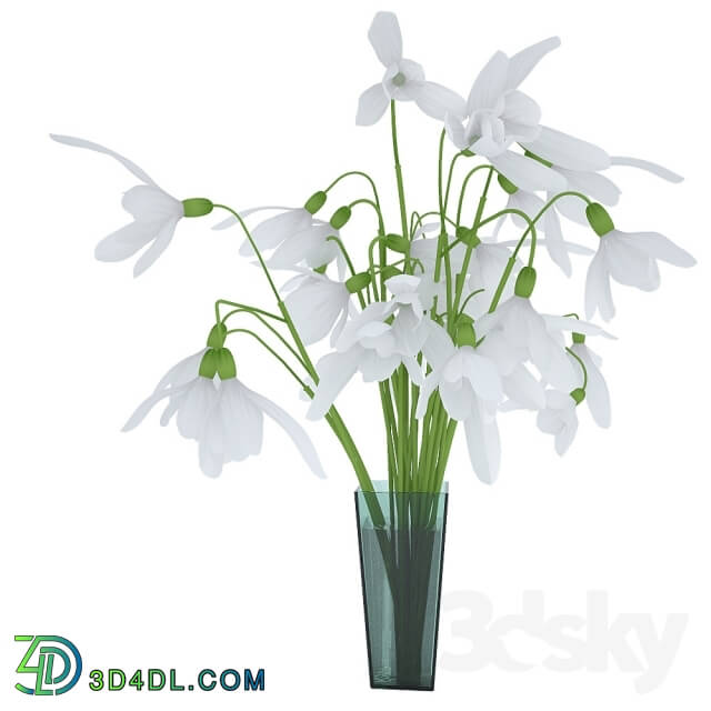 Plant - snowdrops