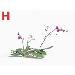 Maxtree-Plants Vol08 Orchid Phalaenopsis Peach 01 