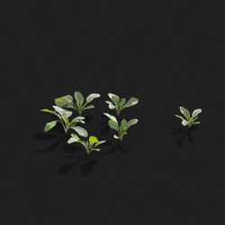 Maxtree-Plants Vol21 Plantago asiatica 01 09 